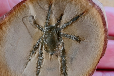 장미처럼 다리에 가시 달린 3억 800만 년 전 거미 발견 [와우! 과학]