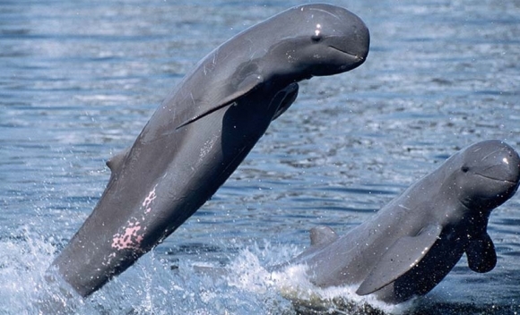 이라와디 돌고래(Irrawaddy Dolphin) 자료사진