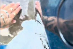 보트 접근한 상어 ‘저리 가’ 맨손으로 쫓아낸 여성