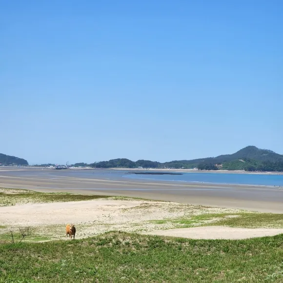 신두리 해안사구는 길이 약 3.5㎞, 폭 0.5~1.3㎞의 모래 언덕으로 해안과 내륙을 이어주는 완충 역할과 해일로부터 보호기능을 하고 있다.