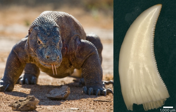 400만년 전부터 지구에 살아···‘야생 최강의 포식자’ 이빨 보니