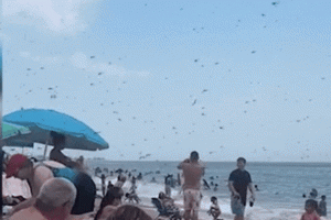“종말론적 광경”···미국 해변에 출현한 수백만 마리 잠자리