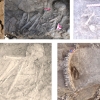 1만2000년된 무덤 발굴해보니 야생동물 뼈 ‘우수수’, 무슨 일?
