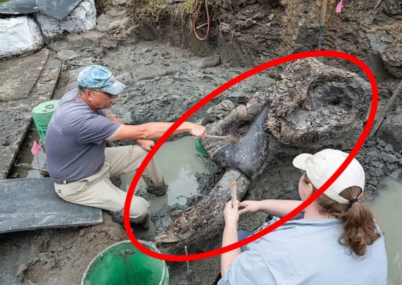 Um crânio fóssil de mastodonte (circulado em vermelho) que viveu há 136 milhões de anos em muito boas condições foi descoberto no sul de Iowa, EUA.