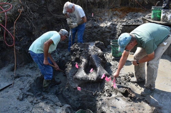 Um crânio fóssil de mastodonte (circulado em vermelho) que viveu há 136 milhões de anos em muito boas condições foi descoberto no sul de Iowa, EUA.