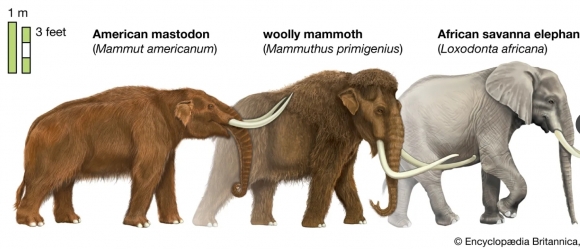 A partir da esquerda, mastodontes, mamutes e elefantes da savana africana