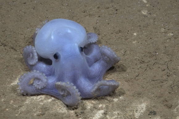 해산에서 발견된 캐스퍼 문어.  사진=Schmidt Ocean Institute