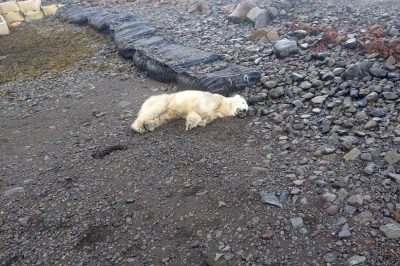 지구온난화로 민가까지 온 어린 북극곰, 결국 사살