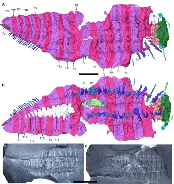 3D로 복원된 아르트로플레우라(Arthropleura)의 모습. 사진=Lhritier et al., Sci. Adv. 10 3D로 복원된 아르트로플레우라(Arthropleura)의 모습. 사진=Lhritier et al., Sci. Adv. 10