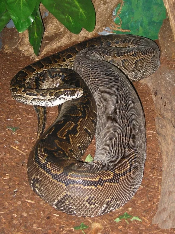 아프리카비단뱀 / 사진=Tigerpythonderivative work: Materialscientist, CC BY-SA 3.0, via Wikimedia Commons 아프리카비단뱀 / 사진=Tigerpythonderivative work: Materialscientist, CC BY-SA 3.0, via Wikimedia Commons
