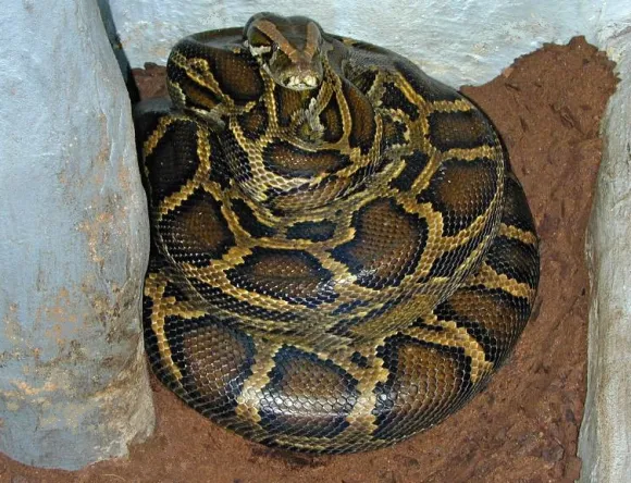 버마왕뱀 / 사진=Tigerpython, CC BY 3.0, via Wikimedia Commons 버마왕뱀 / 사진=Tigerpython, CC BY 3.0, via Wikimedia Commons
