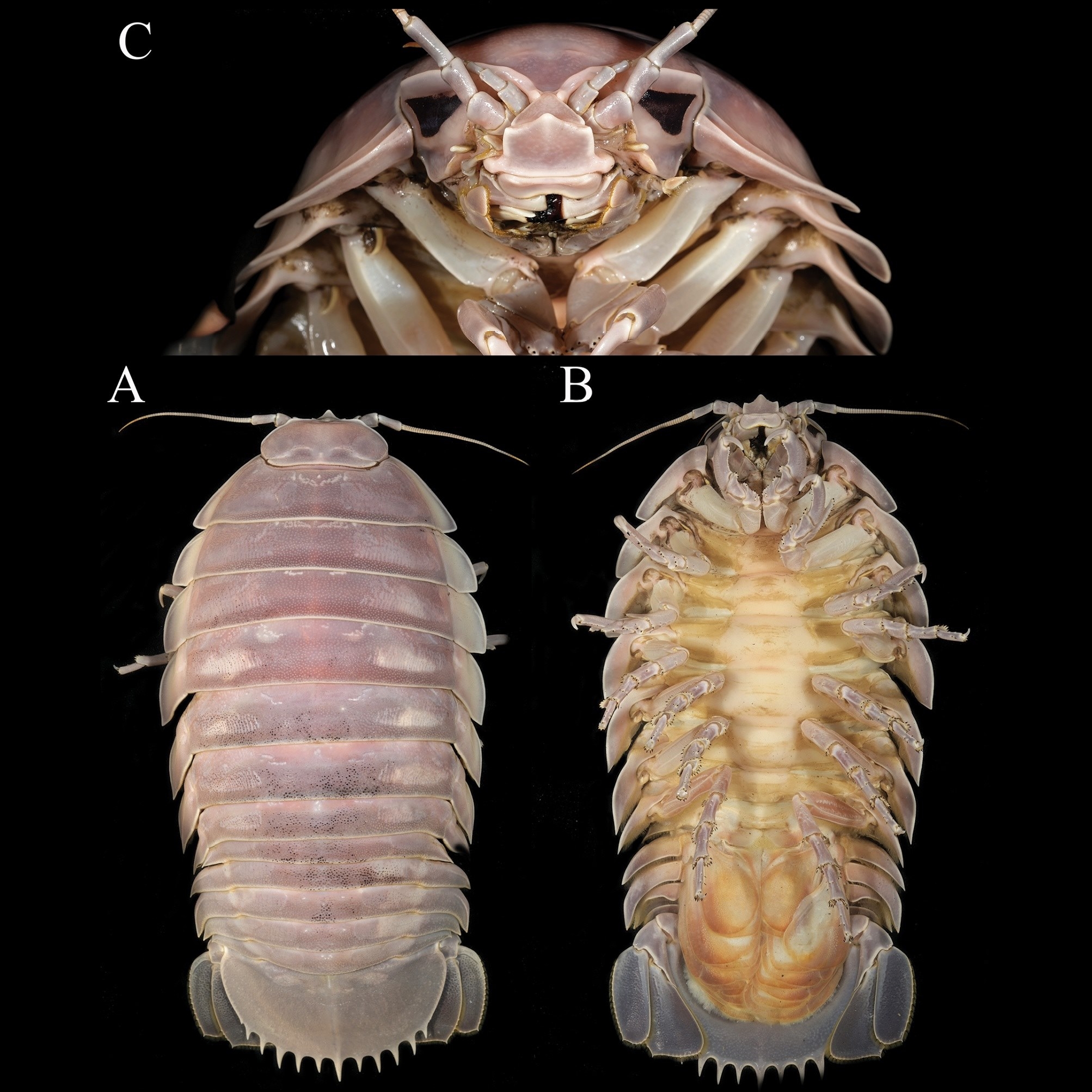 신종으로 확인된 ‘바티노무스 베이더리’(Bathynomus vaderi). Nguyen Thanh Son 신종으로 확인된 ‘바티노무스 베이더리’(Bathynomus vaderi). Nguyen Thanh Son