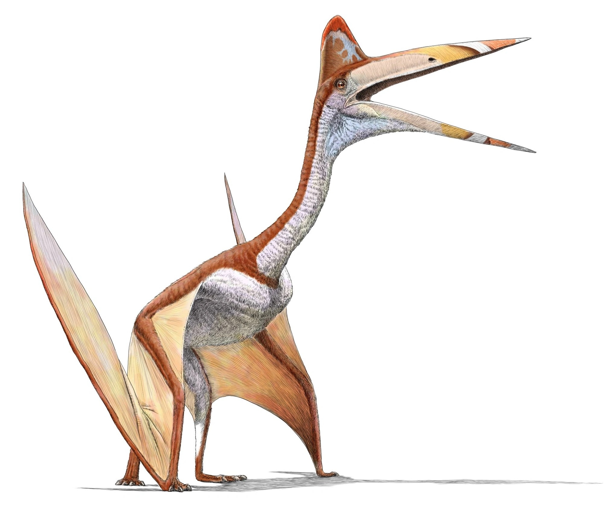 크리오드라콘 보레아스(Cryodrakon boreas)의 가상 그래픽 이미지. Royal Tyrrell Museum of Palaeontology 크리오드라콘 보레아스(Cryodrakon boreas)의 가상 그래픽 이미지. Royal Tyrrell Museum of Palaeontology