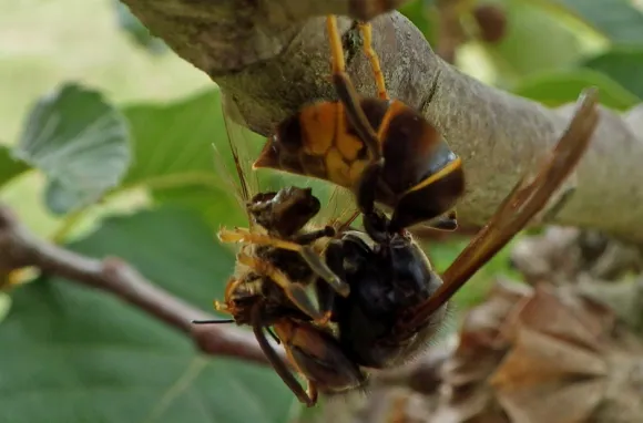 꿀벌을 사냥한 등검은말벌. 출처=피터 존 케네디