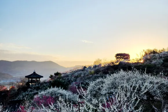 해 질 녘 전남 광양 매화축제 전경. 백매화와 홍매화가 흐드러진 풍경이 감탄을 부른다.