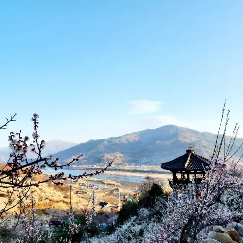 전남 광양 매화축제에선 섬진강 변까지 매화가 꽃을 피워 장관을 이룬다.