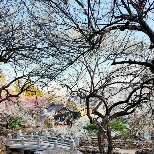 전남 광양 매화축제 모습.