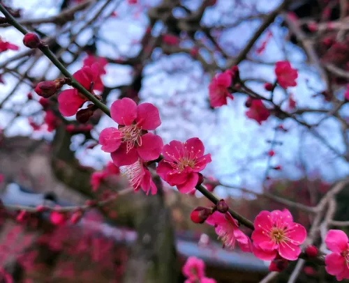 전남 구례 화엄사에 있는 천연기념물 홍매화는 검붉은 꽃에서 또렷하고 강한 향기를 뿜어낸다.