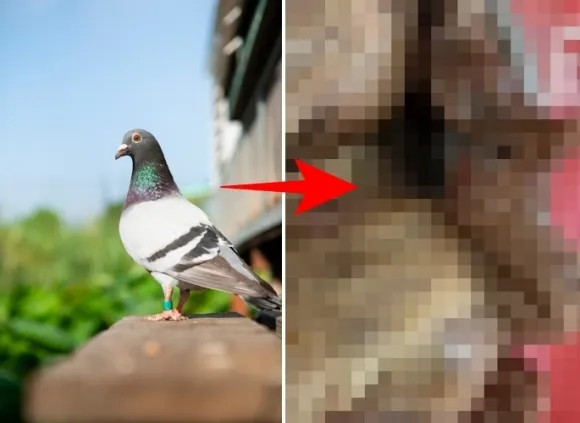 왼쪽은 비둘기 자료사진, 오른쪽은 스페인 마드리드의 한 중식당에서 오리구이로 둔갑해 판매되던 비둘기 고기. 마드리드 경찰 제공