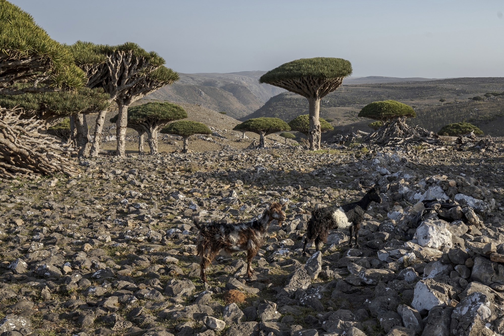 Climate Yemen Dragons Blood Trees  소코트라섬의 용혈수와 염소 모습.  AP 연합뉴스 자료사진