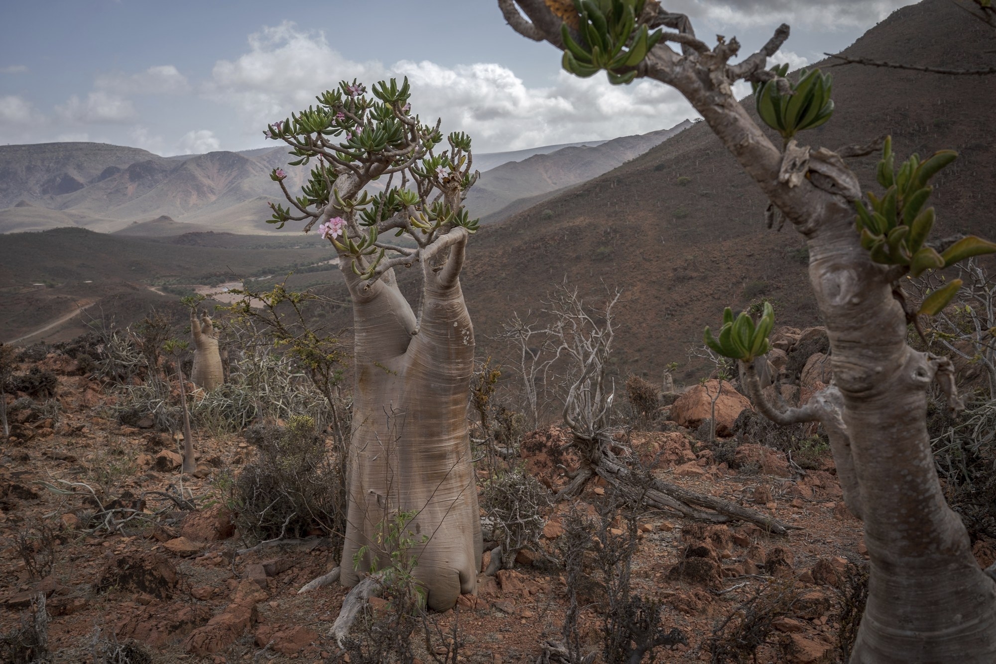 Climate Yemen Dragons Blood Trees  소코트라섬의 다양한 나무들. AP 연합뉴스 자료사진