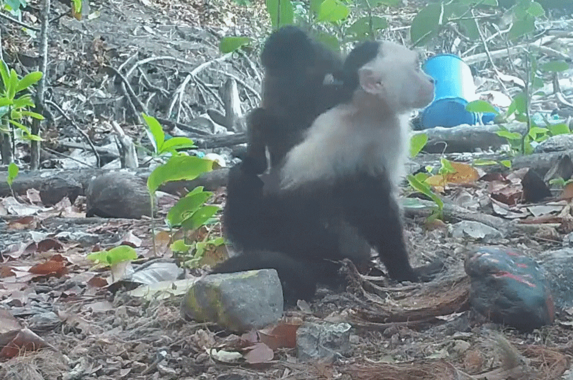 꼬리감는원숭이(흰색)와 짖는원숭이(Howler monkey) 새끼의 모습을 담은 영상 일부. Max Planck Institute of Animal Behavior