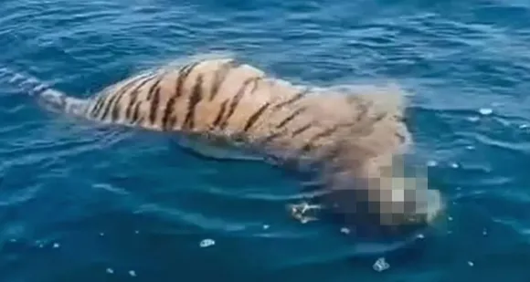 지난 18일 러시아 블라디보스토크 해안에서 어업 중이던 어부들이 시베리아호랑이 사체(사진)가 발견하고 당국에 신고했다. 텔레그램 영상 캡처 지난 18일 러시아 블라디보스토크 해안에서 어업 중이던 어부들이 시베리아호랑이 사체(사진)가 발견하고 당국에 신고했다. 텔레그램 영상 캡처