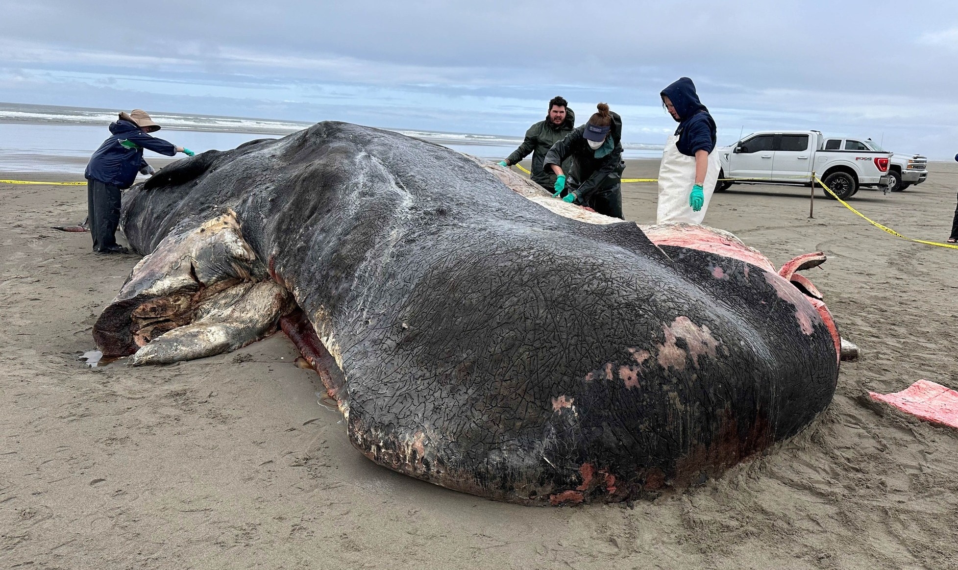 오리건주 해안에서 사체로 발견된 거대 향유고래. Seaside Aquarium 오리건주 해안에서 사체로 발견된 거대 향유고래. Seaside Aquarium