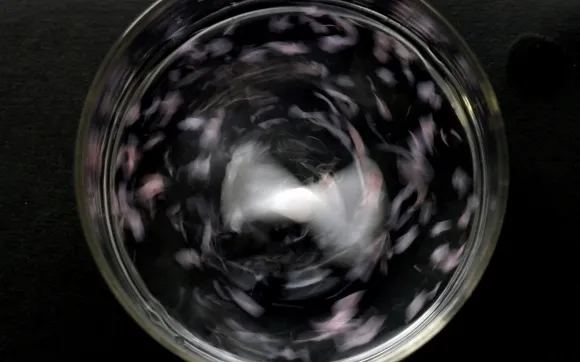 2025년 5월 27일 일본 사이타마현 와코에 있는 일본 이화학연구소(RIKEN)의 신생물질과학센터(CEMS)에서 바닷물에 녹는 플라스틱 표본이 소금물이 든 용기에 담겨 녹고 있다. 로이터 연합뉴스