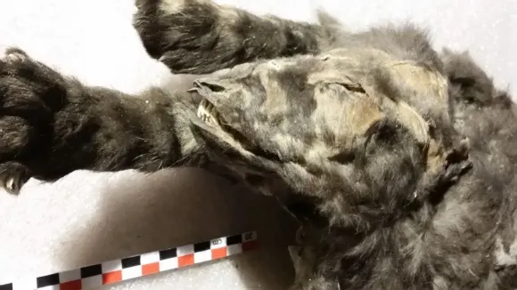 시베리아 투마트 마을 인근 영구동토층에서 발견된 늑대 새끼. Mietje Germonpré Royal Belgian Institute of Natural Sciences 시베리아 투마트 마을 인근 영구동토층에서 발견된 늑대 새끼. Mietje Germonpré Royal Belgian Institute of Natural Sciences
