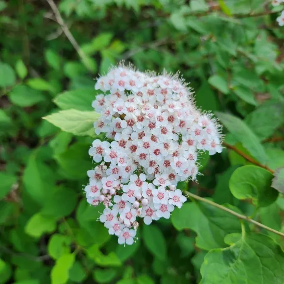 강원도 홍천 가리산의 야생화 조팝나무