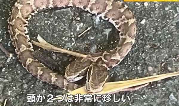 지난해 일본 후쿠오카현에서 발견된 쌍두사. 뉴시스 지난해 일본 후쿠오카현에서 발견된 쌍두사. 뉴시스