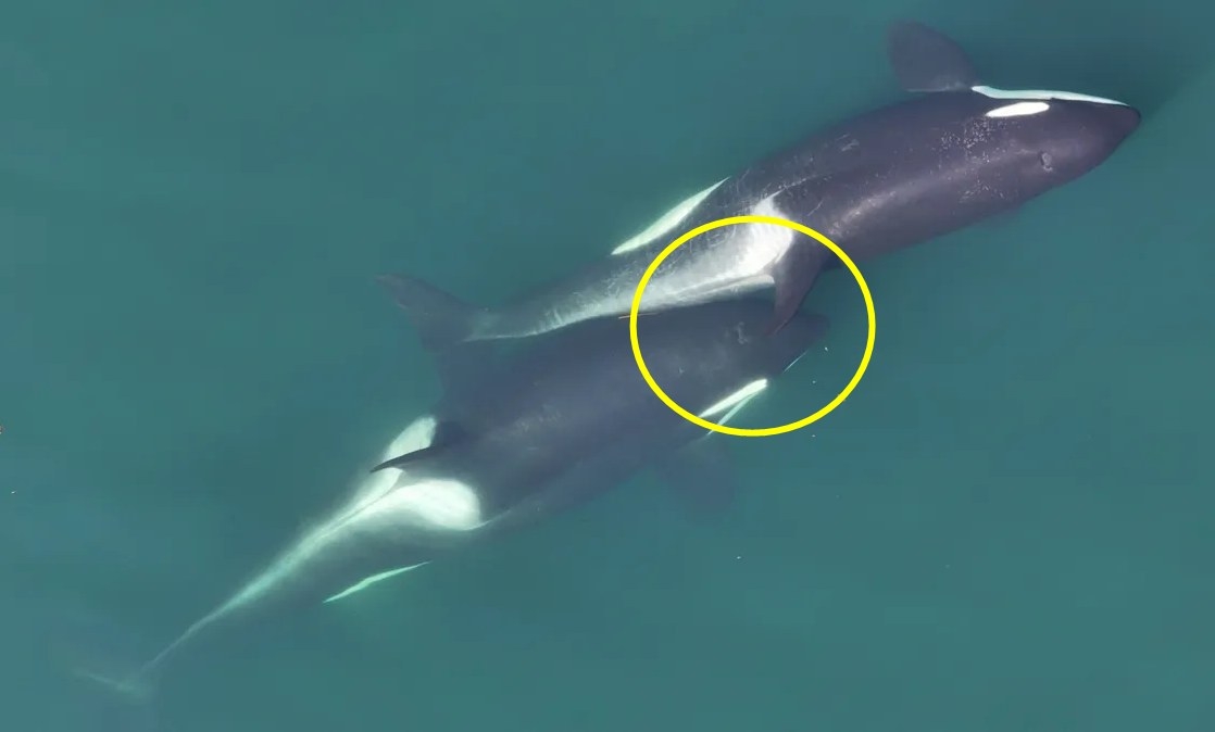 해조류를 사용해 ‘알로켈핑’(allokelping)하는 범고래 모습. Center for Whale Research 해조류를 사용해 ‘알로켈핑’(allokelping)하는 범고래 모습. Center for Whale Research