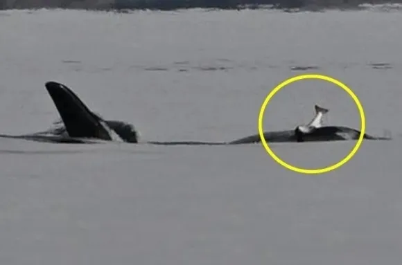 범고래가 죽은 연어를 모자처럼 쓰고 다니는 모습. Pacific Whale Watch Association 범고래가 죽은 연어를 모자처럼 쓰고 다니는 모습. Pacific Whale Watch Association