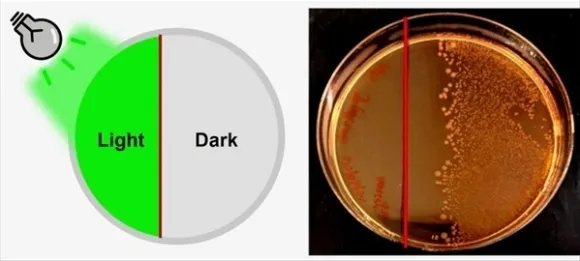 ACS Central Science 2025, DOI: 10.1021/acscentsci.5c00437 ACS Central Science 2025, DOI: 10.1021/acscentsci.5c00437