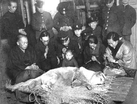 1935년 3월 하치코가 시부야역에서 마지막 순간을 맞이한 사진이다. Wikimedia 1935년 3월 하치코가 시부야역에서 마지막 순간을 맞이한 사진이다. Wikimedia