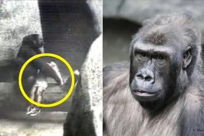 아이가 동물원 우리 안에 떨어지자 품에 안아…‘영웅 고릴라’ 근황 전해져