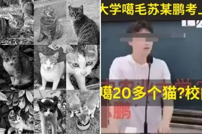 길고양이 학대범이 복지센터 지원?…中 공공기관 ‘채용 취소’로 갑론을박