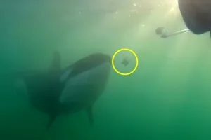 “너도 물고기 먹을래?”…범고래, 인간 만나면 ‘먹이’ 나눠준다