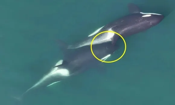 해조류를 사용해 ‘알로켈핑’(allokelping)하는 범고래 모습. Center for Whale Research 해조류를 사용해 ‘알로켈핑’(allokelping)하는 범고래 모습. Center for Whale Research