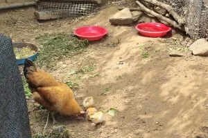 암탉의 모성애가 나를 뭉클하게 만들었다