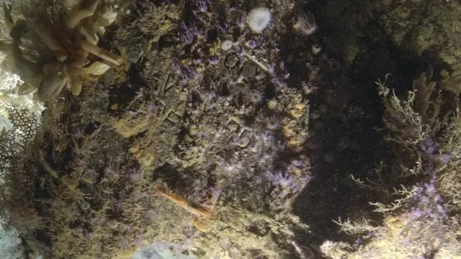 ‘네이비 야드’(Navy Yard)라로 새겨진 문자 덕에 이 난파선이 USS 뉴올리언스인 것으로 확인됐다. Ocean Exploration Trust ‘네이비 야드’(Navy Yard)라로 새겨진 문자 덕에 이 난파선이 USS 뉴올리언스인 것으로 확인됐다. Ocean Exploration Trust