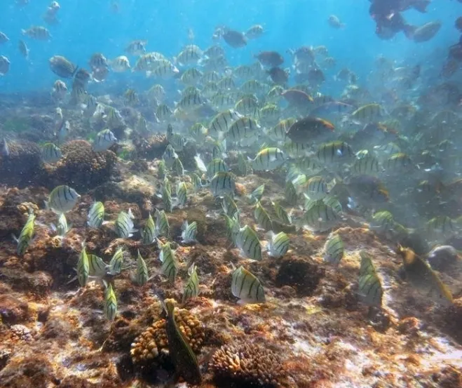 바닷새 배설물(guano)을 통해 영양분이 공급되면서 성장이 촉진된 산호초 주변 조류 이끼를 뜯어 먹고 있는 초식어류. Casey Benkwitt 제공. 재판매 및 DB 금지