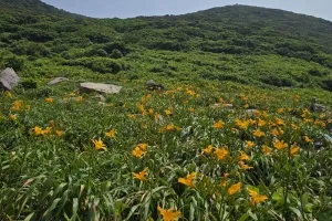 노란 원추리 물결 일렁이는 아름다운 섬, 홍도