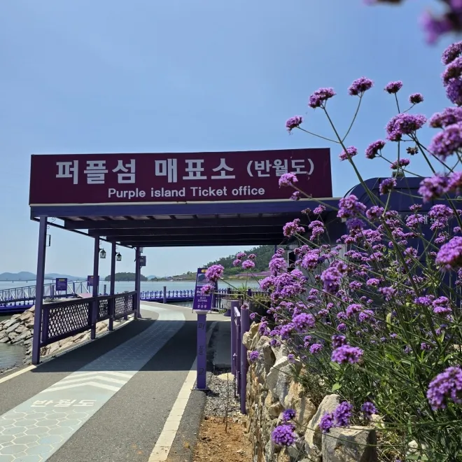 퍼플교에 만개한 버들마편초의 모습 퍼플교에 만개한 버들마편초의 모습