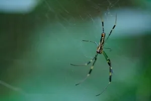 암컷 거미, 수컷만 잡아먹는 줄 알았더니…동족 암컷까지 사냥하는 섬뜩한 진실!