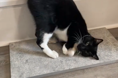 thumbnail - (영상) 현시각 해외 냥집사들이 주목하는 대유행 아이템