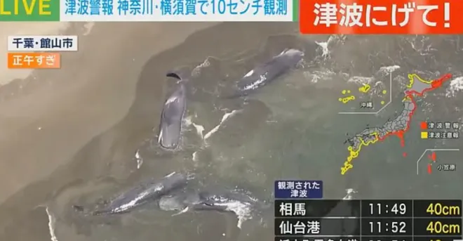 일본 현지시간으로 30일 지바현 다테야마시 해변에 고래 4마리가 떠밀려 와 있다. 현지 뉴스 캡처 일본 현지시간으로 30일 지바현 다테야마시 해변에 고래 4마리가 떠밀려 와 있다. 현지 뉴스 캡처