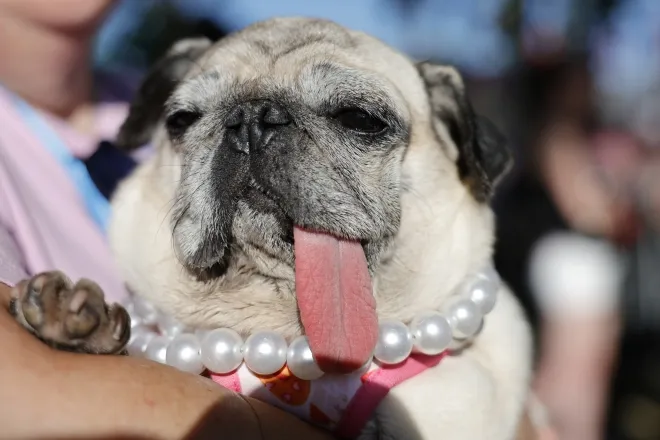 2025년 ‘세계에서 가장 못생긴 개 선발대회’(World’s Ugliest Dog Contest)에서 2위를 차지한 퍼그견 ‘지니 루’(Jinny Lu). EPA 연합뉴스 2025년 ‘세계에서 가장 못생긴 개 선발대회’(World’s Ugliest Dog Contest)에서 2위를 차지한 퍼그견 ‘지니 루’(Jinny Lu). EPA 연합뉴스