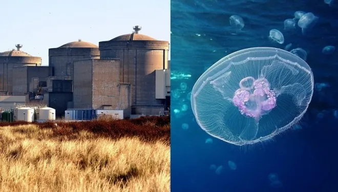 그라블린 원자력 발전소와 해파리 모습. AFP 연합뉴스 자료사진